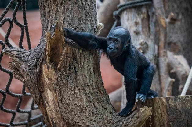 Gorilla baby Mobi celebrates her second birthday on 3 January 2026, Prague zoo, Czech Republic. The Prague Zoo has prepared a special program to celebrate second birthday of Mobi, a female gorilla. Mobi got a puzzle with nuts for her birthday. (CTKxPhoto VitxSimanek) CTKPhotoP2026010302071  CTKPhotoP2026010302071