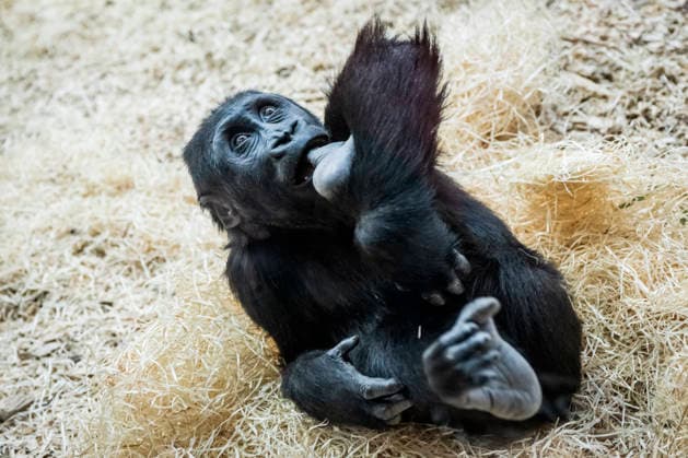 Gorilla baby Mobi celebrates her second birthday on 3 January 2026, Prague zoo, Czech Republic. The Prague Zoo has prepared a special program to celebrate second birthday of Mobi, a female gorilla. Mobi got a puzzle with nuts for her birthday. (CTKxPhoto VitxSimanek) CTKPhotoP2026010302088  CTKPhotoP2026010302088