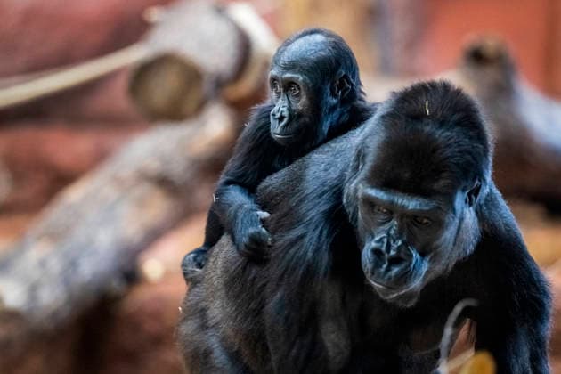 Gorilla baby Mobi with mother Duni celebrates her second birthday on 3 January 2026, Prague zoo, Czech Republic. The Prague Zoo has prepared a special program to celebrate second birthday of Mobi, a female gorilla. Mobi got a puzzle with nuts for her birthday. (CTKxPhoto VitxSimanek) CTKPhotoP2026010302153  CTKPhotoP2026010302153