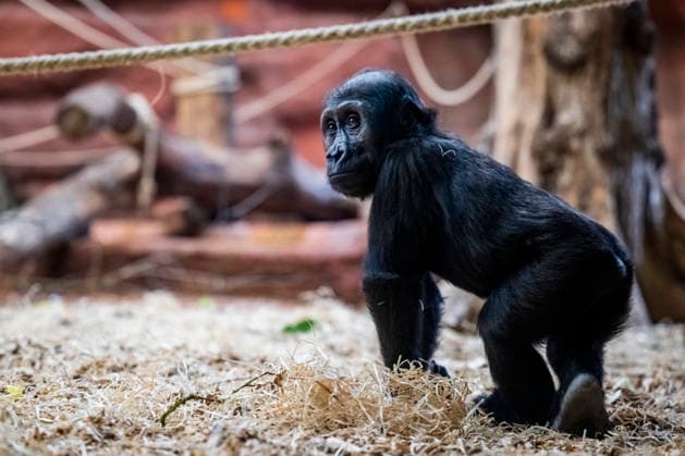 Gorilla baby Mobi celebrates her second birthday on 3 January 2026, Prague zoo, Czech Republic. The Prague Zoo has prepared a special program to celebrate second birthday of Mobi, a female gorilla. Mobi got a puzzle with nuts for her birthday. (CTKxPhoto VitxSimanek) CTKPhotoP2026010302179  CTKPhotoP2026010302179
