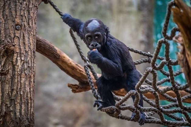 Gorilla baby Mobi celebrates her second birthday on 3 January 2026, Prague zoo, Czech Republic. The Prague Zoo has prepared a special program to celebrate second birthday of Mobi, a female gorilla. Mobi got a puzzle with nuts for her birthday. (CTKxPhoto VitxSimanek) CTKPhotoP2026010302197  CTKPhotoP2026010302197