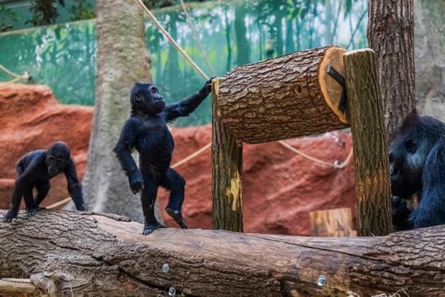 Gorilla baby Mobi celebrates her second birthday on 3 January 2026, Prague zoo, Czech Republic. The Prague Zoo has prepared a special program to celebrate second birthday of Mobi, a female gorilla. Mobi got a puzzle with nuts for her birthday. (CTKxPhoto VitxSimanek) CTKPhotoP2026010302210  CTKPhotoP2026010302210