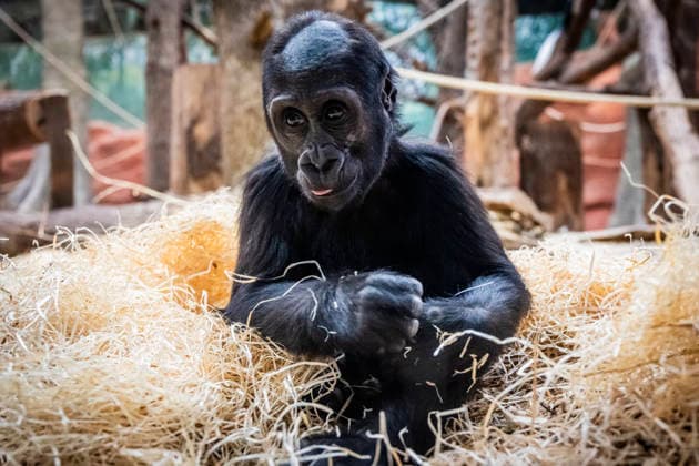Gorilla baby Mobi celebrates her second birthday on 3 January 2026, Prague zoo, Czech Republic. The Prague Zoo has prepared a special program to celebrate second birthday of Mobi, a female gorilla. Mobi got a puzzle with nuts for her birthday. (CTKxPhoto VitxSimanek) CTKPhotoP2026010302236  CTKPhotoP2026010302236