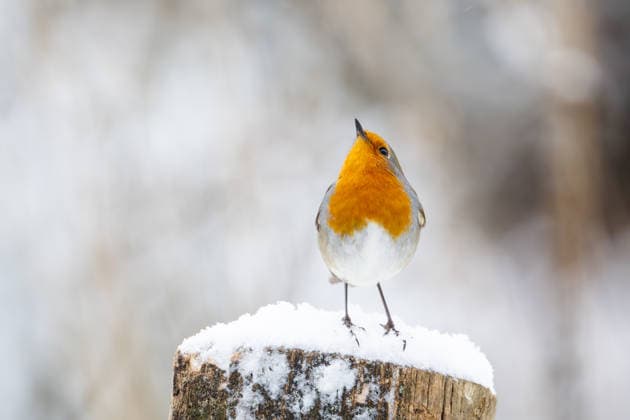 Rotkehlchen an Futterstelle, Garten, Wilnsdorf, Siegerland, Nordrhein-Westfalen, Deutschland, 4. Januar 2026 *** Robin at feeding place, garden, Wilnsdorf, Siegerland, North Rhine-Westphalia, Germany, January 4, 2026 Copyright: xDirkxManderbachx