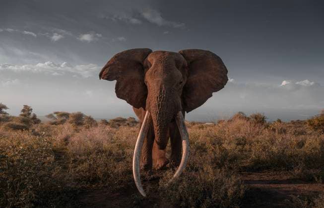 Creative Highlights World SOUTHERN KENYA - JANUARY 01: The pachyderm, fondly known as Craig, is seen at Amboseli National Park on January 1, 2026 in southern Kenya. A Kenyan elephant believed to have been one of Africa s largest male tuskers has died of old age.  Copyright: xVCGx 111613191143