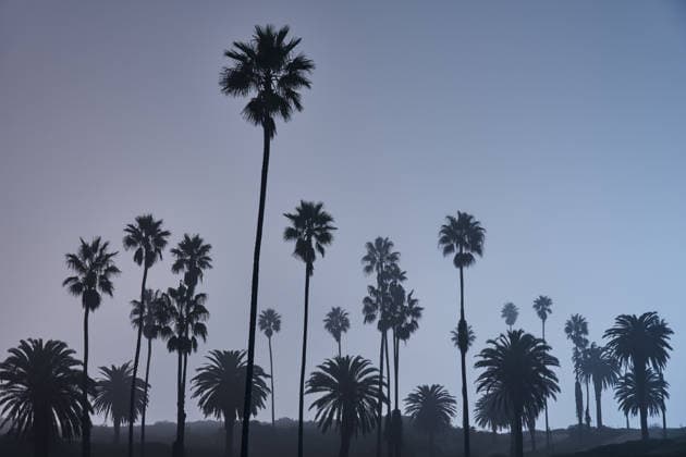 Palm Trees Dotting a Colorful Sky on Foggy LA Night United States, California, Los Angeles CR_GASU260104C-1930088-01