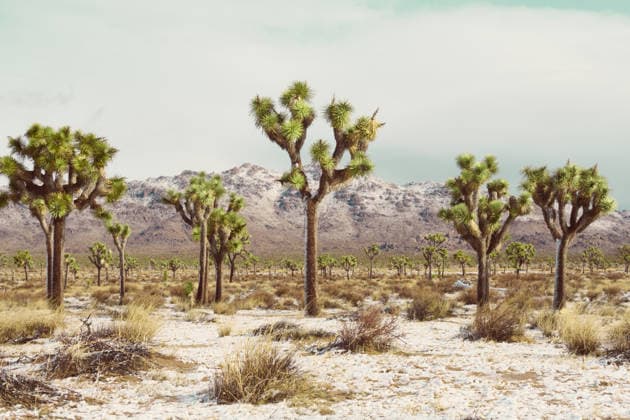 Kalendermotive: Joshua Tree National Park Joshua Trees Amid A Rare Desert Snowstorm United States, California, Joshua Tree CR_GASU260104E-1930129-01