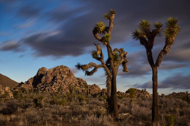 Kalendermotive: Joshua Tree National Park Joshua Trees on a Colorful Evening United States, California, Joshua Tree CR_GASU260104E-1930135-01