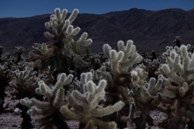 Creative Highlights World Jumping Cholla in Joshua Tree United States, California, Joshua Tree CR_GASU260104E-1930178-01