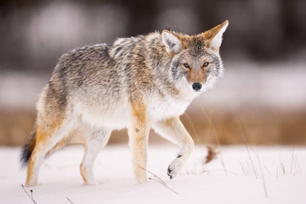 Creative Highlights World Coyote in Snow: A Solitary Canis latrans Portrait Stalking Acros Cooke City, Montana, United States CR_SYVS260104-1927558-01