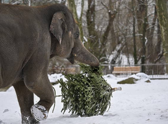 Berlin Zoo residents feast on Christmas trees BERLIN, GERMANY - JANUARY 5: Elephants of the Zoologischer Garten Zoo enjoy a festive feast with leftover Christmas trees, as zoo staff offered unsold trees from the holiday season to several animals in Berlin, Germany on January 5, 2026. Halil Sagirkaya Anadolu Berlin Germany. Editorial use only. Please get in touch for any other usage.  Copyright: x2026xAnadoluxHalilxSagirkayax