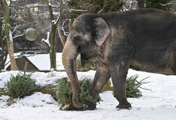 Berlin Zoo residents feast on Christmas trees BERLIN, GERMANY - JANUARY 5: Elephants of the Zoologischer Garten Zoo enjoy a festive feast with leftover Christmas trees, as zoo staff offered unsold trees from the holiday season to several animals in Berlin, Germany on January 5, 2026. Halil Sagirkaya Anadolu Berlin Germany. Editorial use only. Please get in touch for any other usage.  Copyright: x2026xAnadoluxHalilxSagirkayax