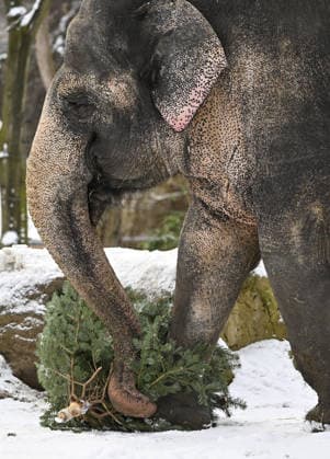 Berlin Zoo residents feast on Christmas trees BERLIN, GERMANY - JANUARY 5: Elephants of the Zoologischer Garten Zoo enjoy a festive feast with leftover Christmas trees, as zoo staff offered unsold trees from the holiday season to several animals in Berlin, Germany on January 5, 2026. Halil Sagirkaya Anadolu Berlin Germany. Editorial use only. Please get in touch for any other usage.  Copyright: x2026xAnadoluxHalilxSagirkayax