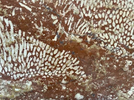 Creative Highlights World Geschliffener Adneter Korallenriffkalk, Adneter Marmo Sorte Rottropf, Obertrias ca. 200 Mio Jahre alt, Nördliche Kalkalpen, die weißen Einschlüsse sind fossile Korallen der Gattung Thecosmilia. Salzburger Land, Österreich Polished Adnet coral reef limestone, Adnet marble variety Rottrop, Upper Triassic approx. 200 million years old, northern limestone Alps, the white inclusions are fossil corals of the genus Thecosmilia. Salzburger Land, Austria Copyright: imageBROKER HeinzxKrimmer ibljwp16150452.jpg