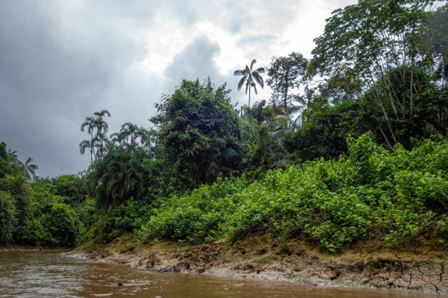 Erkundung des dichten Grüns des Cuyabeno-Reservats im Amazonasgebiet The photo captures the lush, diverse vegetation of Cuyabeno Reserve, an Amazonian treasure in Ecuador, showcasing the abundant palm trees and vibrant jungle life around the river (License=RF) Copyright: xZoonar.com LaurentxDavoustx 24443898