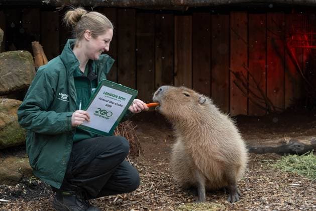 London Zoo Annual Stocktake LONDON, UNITED KINGDOM - JANUARY 6: Capybaras Gizmo and Kiwi are counted by keeper Holly Dorning during London Zoo annual stocktake, marking the start of ZSL 200th anniversary celebrations, in London, United Kingdom on January 6, 2026. Thomas Krych Anadolu London United Kingdom. Editorial use only. Please get in touch for any other usage.  Copyright: x2026xAnadoluxThomasxKrychx