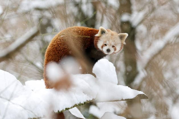 Winter at the Zagreb Zoo, Zagreb, Croatia A red panda is seen standing on a snow-covered branch at the Zagreb Zoo in Zagreb, Croatia on January 7, 2026.  IgorxKralj PIXSELL