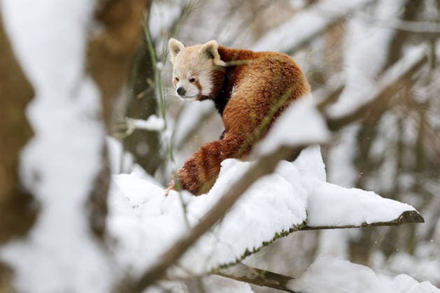 Winter at the Zagreb Zoo, Zagreb, Croatia A red panda is seen standing on a snow-covered branch at the Zagreb Zoo in Zagreb, Croatia on January 7, 2026.  IgorxKralj PIXSELL