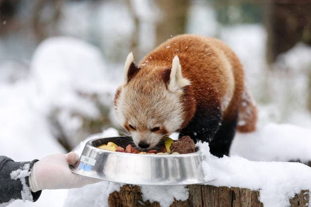 Winter at the Zagreb Zoo, Zagreb, Croatia Zookeeper feeds red panda in a snow-covered Zagreb Zoo in Zagreb, Croatia on January 7, 2026.  IgorxKralj PIXSELL