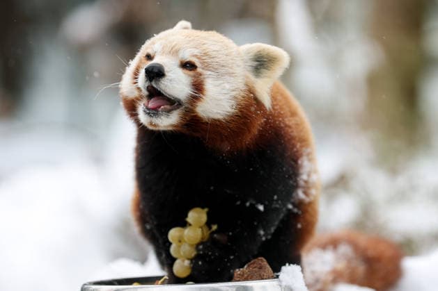 Winter at the Zagreb Zoo, Zagreb, Croatia Red panda enjoys eating grapes in a snow-covered Zagreb Zoo in Zagreb, Croatia on January 7, 2026.  IgorxKralj PIXSELL
