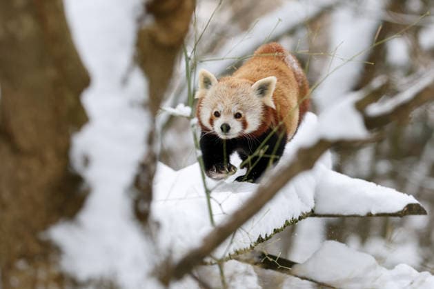 Winter at the Zagreb Zoo, Zagreb, Croatia A red panda is seen standing on a snow-covered branch at the Zagreb Zoo in Zagreb, Croatia on January 7, 2026.  IgorxKralj PIXSELL