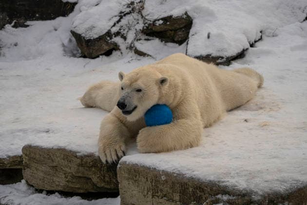 Sichtlich wohl fühlen sich die Eisbären (Ursus maritimus) im Tierpark Berlin-Friedrichsfelde bei Temperaturen um minus zehn Grad. .