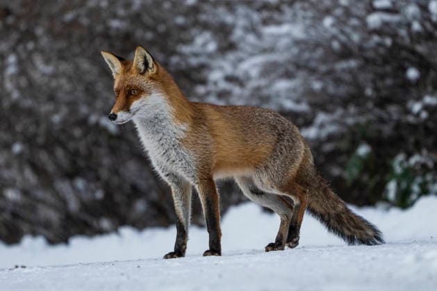 Ein Rotfuchs (Vulpes vulpes) Berlin-Friedrichsfelde.