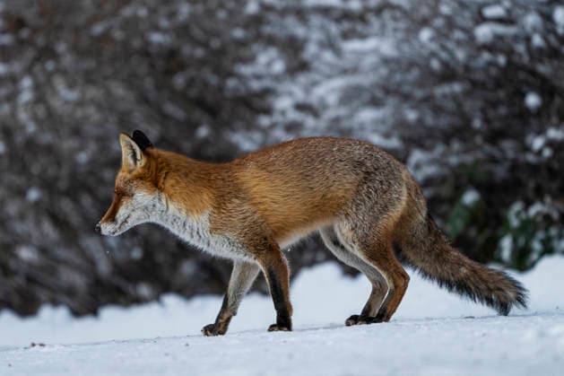 Ein Rotfuchs (Vulpes vulpes) Berlin-Friedrichsfelde.