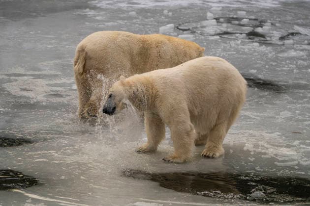 Sichtlich wohl fühlen sich die Eisbären (Ursus maritimus) im Tierpark Berlin-Friedrichsfelde bei Temperaturen um minus zehn Grad. .