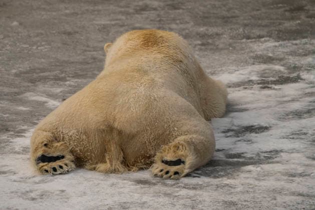 Sichtlich wohl fühlen sich die Eisbären (Ursus maritimus) im Tierpark Berlin-Friedrichsfelde bei Temperaturen um minus zehn Grad. .