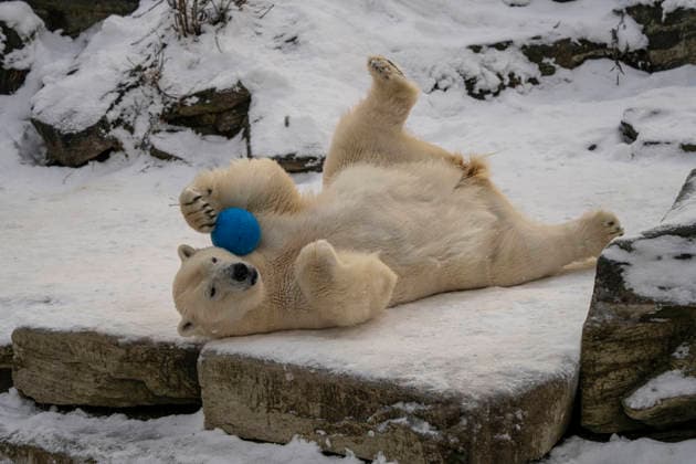 Sichtlich wohl fühlen sich die Eisbären (Ursus maritimus) im Tierpark Berlin-Friedrichsfelde bei Temperaturen um minus zehn Grad. .
