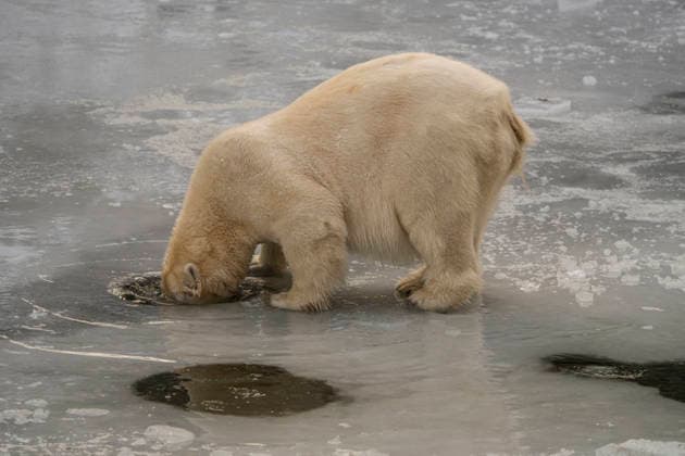 Sichtlich wohl fühlen sich die Eisbären (Ursus maritimus) im Tierpark Berlin-Friedrichsfelde bei Temperaturen um minus zehn Grad. .