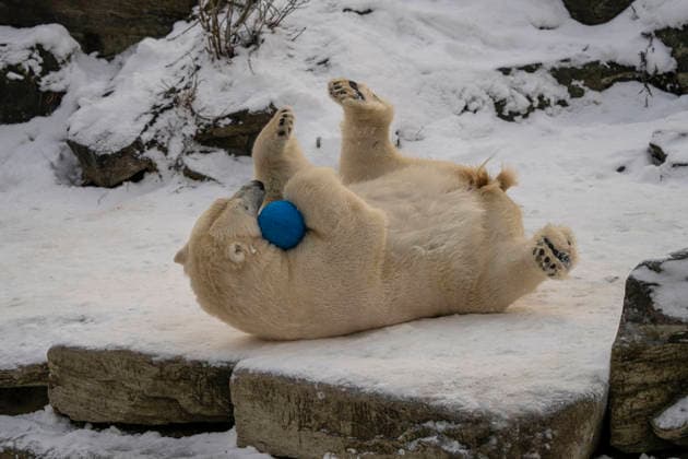 Sichtlich wohl fühlen sich die Eisbären (Ursus maritimus) im Tierpark Berlin-Friedrichsfelde bei Temperaturen um minus zehn Grad. .