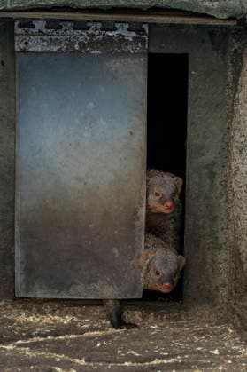 Neugierige Zebramangusten (Mungos mungo) schauen aus ihrer Unterkunft im Tierpark Berlin-Friedrichsfelde.