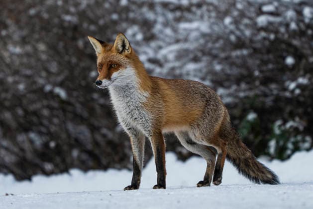 Ein Rotfuchs (Vulpes vulpes) Berlin-Friedrichsfelde.