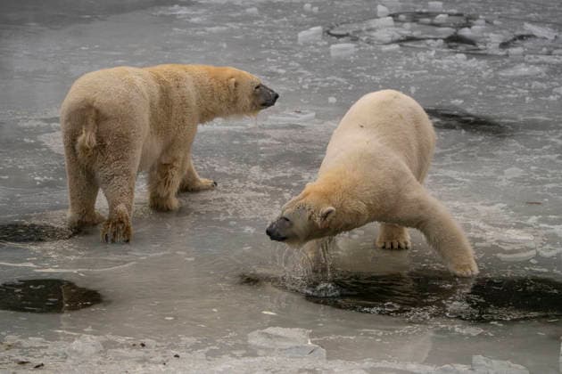 Sichtlich wohl fühlen sich die Eisbären (Ursus maritimus) im Tierpark Berlin-Friedrichsfelde bei Temperaturen um minus zehn Grad. .