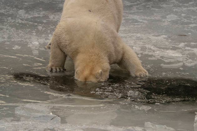Sichtlich wohl fühlen sich die Eisbären (Ursus maritimus) im Tierpark Berlin-Friedrichsfelde bei Temperaturen um minus zehn Grad. .