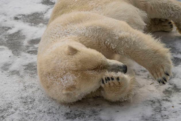 Sichtlich wohl fühlen sich die Eisbären (Ursus maritimus) im Tierpark Berlin-Friedrichsfelde bei Temperaturen um minus zehn Grad. .