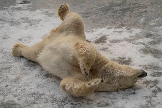 Sichtlich wohl fühlen sich die Eisbären (Ursus maritimus) im Tierpark Berlin-Friedrichsfelde bei Temperaturen um minus zehn Grad. .