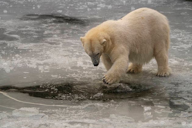 Sichtlich wohl fühlen sich die Eisbären (Ursus maritimus) im Tierpark Berlin-Friedrichsfelde bei Temperaturen um minus zehn Grad. .
