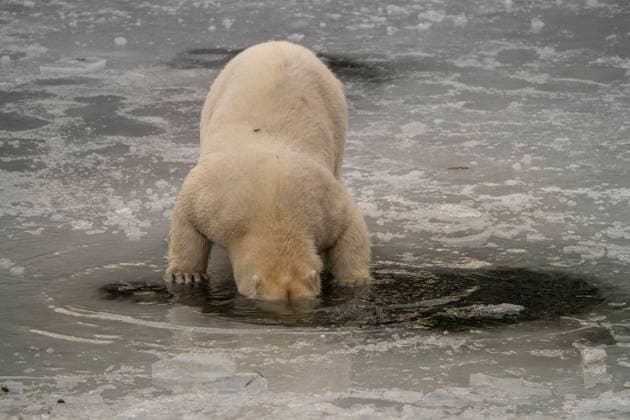 Sichtlich wohl fühlen sich die Eisbären (Ursus maritimus) im Tierpark Berlin-Friedrichsfelde bei Temperaturen um minus zehn Grad. .