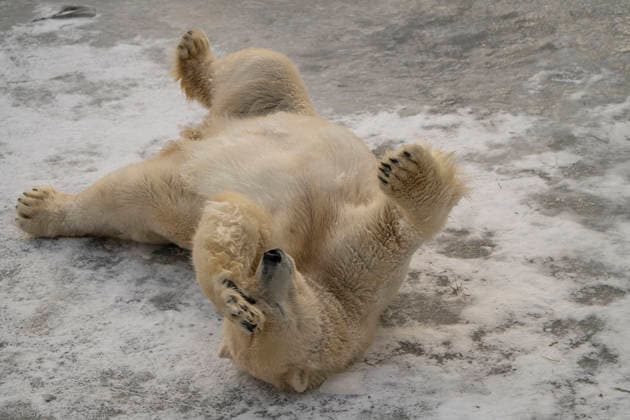 Sichtlich wohl fühlen sich die Eisbären (Ursus maritimus) im Tierpark Berlin-Friedrichsfelde bei Temperaturen um minus zehn Grad. . *** The polar bears Ursus maritimus at Tierpark Berlin Friedrichsfelde are visibly at ease in temperatures of around minus ten degrees Celsius