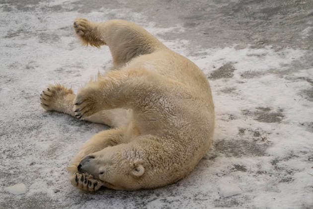 Sichtlich wohl fühlen sich die Eisbären (Ursus maritimus) im Tierpark Berlin-Friedrichsfelde bei Temperaturen um minus zehn Grad. .