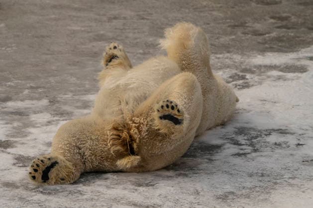 Sichtlich wohl fühlen sich die Eisbären (Ursus maritimus) im Tierpark Berlin-Friedrichsfelde bei Temperaturen um minus zehn Grad. .