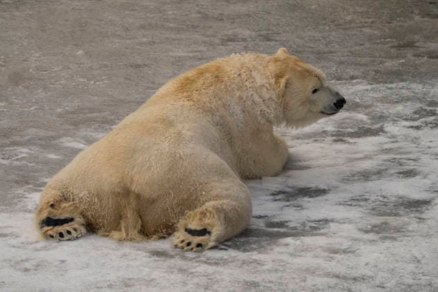Sichtlich wohl fühlen sich die Eisbären (Ursus maritimus) im Tierpark Berlin-Friedrichsfelde bei Temperaturen um minus zehn Grad. .
