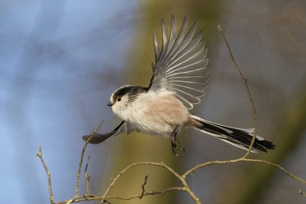Creative Highlights World Eine Schwanzmeise (Aegithalos caudatus) im Flug vor einem blauen Himmelshintergrund, Hessen, Deutschland A long-tailed tit (Aegithalos caudatus) in flight against a blue sky background, Hesse, Germany Copyright: imageBROKER WilfriedxMartin ibxwma16171861.jpg