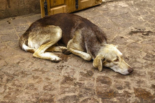 Dog sleeping on pavement in Marrakesh, Morocco Marrakesh Morocco