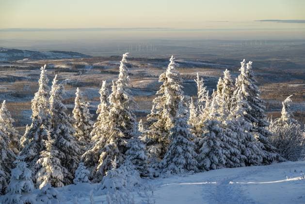 Weiter Blick über die verschneiten Fichten (Picea abies) eines Nadelwalds auf eine hügelige Winterlandschaft im Licht der Abenddämmerung, Heinrich-Heine-Weg, Brocken, Nationalpark Harz, Sachsen-Anhalt, Deutschland Wide view over the snow-covered spruces (Picea abies) of a coniferous forest to a hilly winter landscape in the light of dusk, Heinrich-Heine-Weg, Brocken, Harz National Park, Saxony-Anhalt, Germany Copyright: imageBROKER Hans-PeterxKliesch ibxdwo16185311.jpg