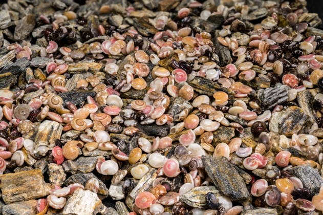 Hintergrund aus kleinen bunten Muscheln und strukturierten grauen Flusssteinen Hintergrund aus kleinen bunten Muscheln und strukturierten grauen Flusssteinen (License=RF) Copyright: xZoonar.com SerhiixZarevx 24448795