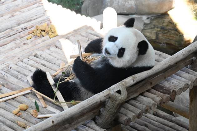 (260110) -- KUALA LUMPUR, Jan. 10, 2026 -- Giant panda Xiaoyue is pictured at Zoo Negara in Selangor, Malaysia, on Jan. 10, 2026. China s giant pandas Chenxing and Xiaoyue, currently on loan to Malaysia, officially met the public here on Saturday. TO GO WITH New giant panda couple makes public debut in Malaysia ) MALAYSIA-KUALA LUMPUR-GIANT PANDAS-PUBLIC DEBUT ChengxYiheng 